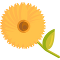 Calendula Flowers